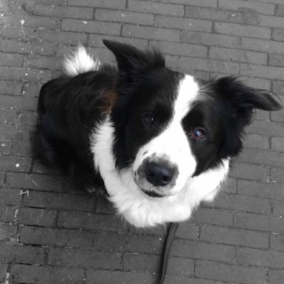 FluffyFurryPaw's profile picture.