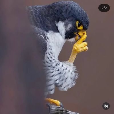 SalimSh33423318's profile picture. 