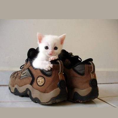 feetiez_phxfeet's profile picture. Meowing at the moon