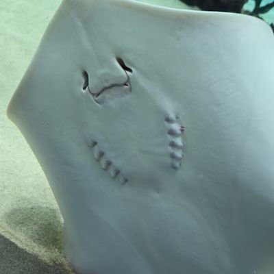 Type_djANUBIS's profile picture. Marine Raiders風味でサバゲしてましたが最近はFerroのギア使ってます。 
ウマ娘に夢中