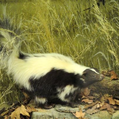 Mongkol298413's profile picture. แอบดูน้าสาววัย44ปีอาบน้ำ..หีโหนกนูน..หมอยยาวดกดำ