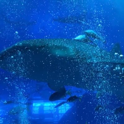 katoko_0909's profile picture. P∀SH16期