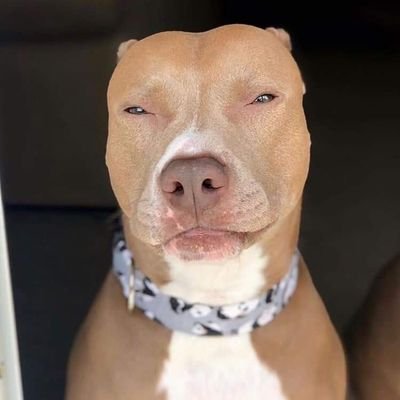 UncleObinna's profile picture. 