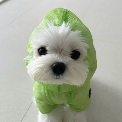 juriidesu's profile picture. joyuridesu r5r gamer