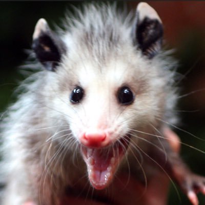 possumknives's profile picture. 