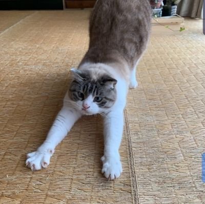 DaichiDdaichi91's profile picture. 「穏やかな心。強い心。揺るぎない精神。」 守るために訓練され、耐えるために作られ、そして導くために生まれました。 私は名誉、忠誠、静かな強さを信じています。言葉ではなく行動です。 沈黙の中でも、私の心は目的を持って鼓動しています。」