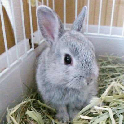 pikapika_a13's profile picture. 高知ユナイテッドSC応援しています。
選手みんなが大好きですが、JFLからずっとの推しは上月翔聖選手で、今年は何度か飲食店でお会いした高野裕維選手も推し仲間に入りました😊✨️
うさぎさんを飼っています🐰
旦那さんの影響で、釣りも好きです🐟️
よろしくお願いします😊