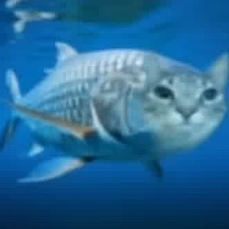 @luigispetfish