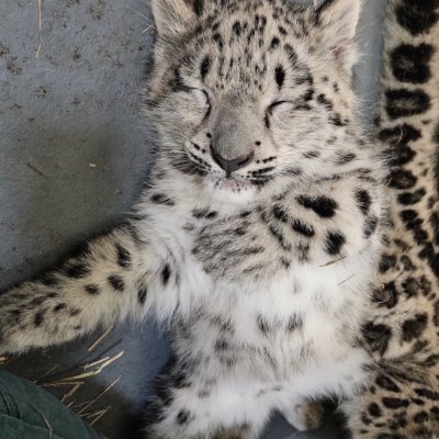 viduenelcifje's profile picture.