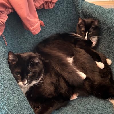 @nyjets fan 💚 cat mom of two tuxedo babies 🖤🤍