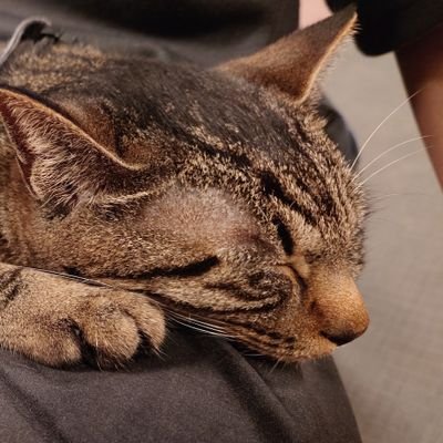 koromo_moro's profile picture. 好きなのを描く🖋|別垢【 @oya_oya_18 】