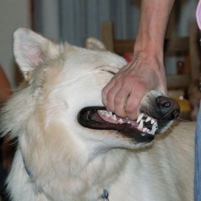 0kcalfatpig's profile picture. subtwt ed & obs love ! / 𝒐𝒏𝒍𝒚 𝒗𝒂𝒎𝒑𝒊𝒓𝒆𝒔 𝒄𝒂𝒏 𝒍𝒐𝒗𝒆 𝒖 𝒇𝒐𝒓𝒆𝒗𝒆𝒓. | bipolar disorder.