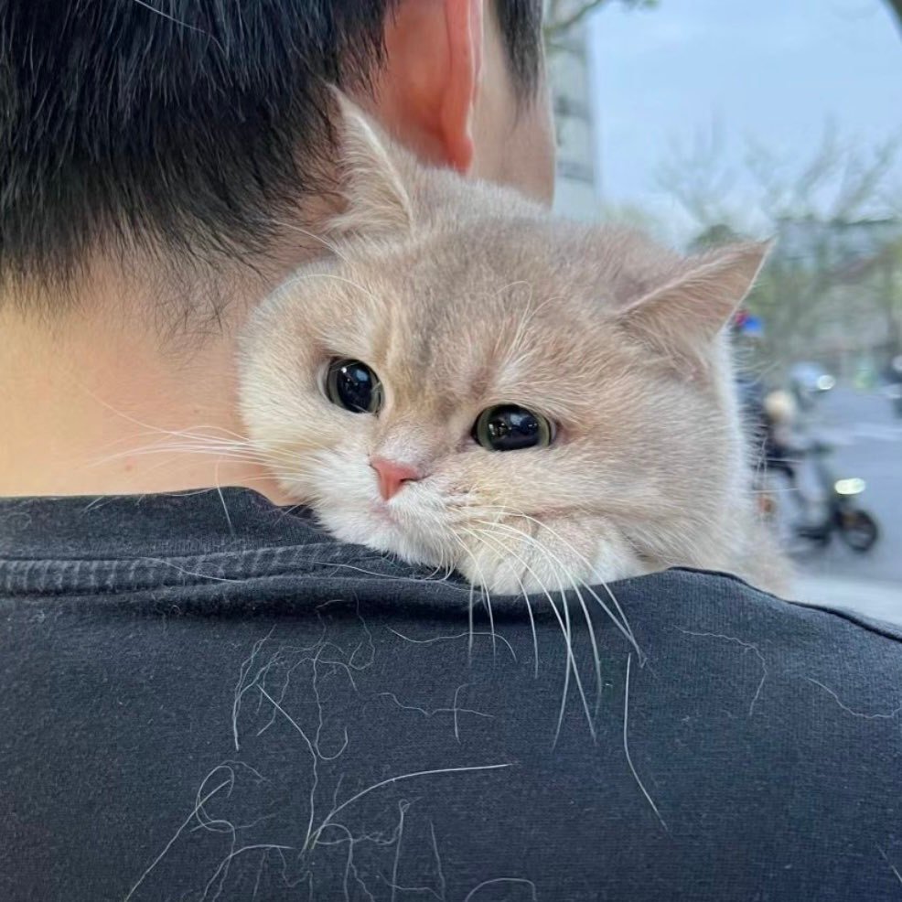 _TheHaresh's profile picture. 