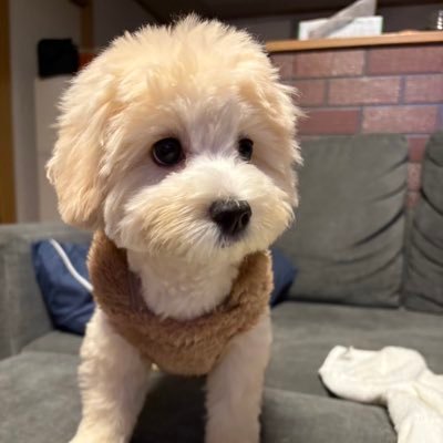 plzwz's profile picture. 青森県津軽の人🍎青物とかシーバスとかイカとか！