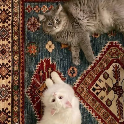 croissant1200's profile picture. 