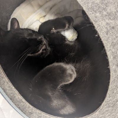 kuromame_hb's profile picture. くろまめの下僕🐈‍⬛