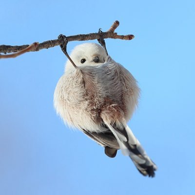 aki_mankai's profile picture. 