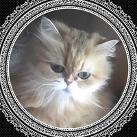 たそきち (@cat10230720) 's Twitter Profile Photo