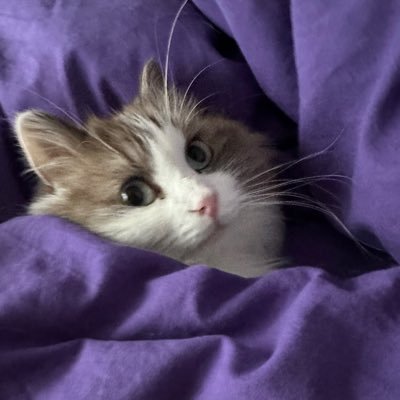 antoon_sol's profile picture.