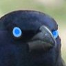 shivathecrow's profile picture. The Uncle • Crow CEO • Generalist • 🕉️🔯