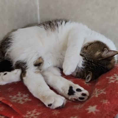 nRgjXoUTTeWmjc8's profile picture. 生きづらい→2025年某日　検診で便潜血→再検査のため消化器内科クリニック受診からの下部内視鏡検査→黄色ポリ(直腸net疑い)だったため大学病院を紹介される→大学病院でESD→病理診断結果待ち→直腸NET G1