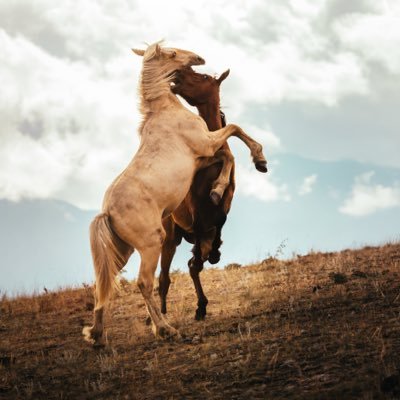 rodrieuwe's profile picture. 