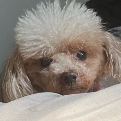 v___anx's profile picture. 