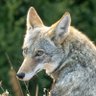 Wolfsrain2003's profile picture. WOLFE • He/They/It • 22 • POTS • multimedia artist • badges • fursuits • fashion • tattoos🔜 • occasional 18+ themes! • ANTIFASCIST
