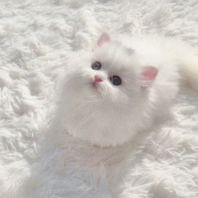 mochyiw's profile picture. ₍⑅ᐢ..ᐢ₎    🎀       🍨     ₊ ׁ  ⊹
 paws - paws 🐾~