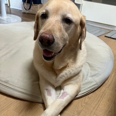 yukoakeve's profile picture. より良い国を未来の子達に残したい。☆真央ちゃん大好き☆堅ちゃん大好き☆わんこ大好きわん！