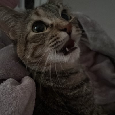 catadora de buldaks | @_1sensitive