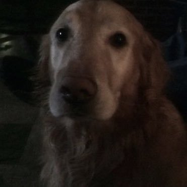 dogboykid's profile picture. boygirl doggy thing . 22