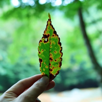 CANON_yuya's profile picture. #Canon 好きなものを好きな時に🍄🍃🍰🦋⛰🏰☕️ 天然石アカウント💎@Labradorite226