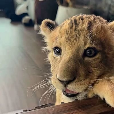 BorerMaggi35839's profile picture.