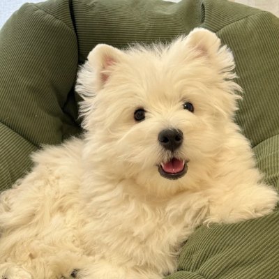 lvdip17898386's profile picture. 