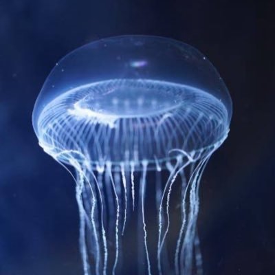 SeofTkwU1Q8655's profile picture. ぷにぷにやってます。