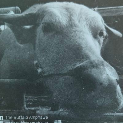 DharaVayu's profile picture. อ่านว่า ธารา วายุ
อยากรู้จักก็ทัก และ ถาม