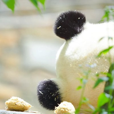 tangli_jianxue's profile picture. ✤♡❈✤♡❈✤ 🍓🌿🦙🇯🇵🎠👻