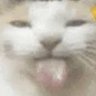 Atom_kunnn's profile picture. I love cats🐱 | artist☝️, gamer💥 | ⚠️everyone can stay just ``don't be weird``⚠️ | feels free to talk to me tho I won't bite 💪 |