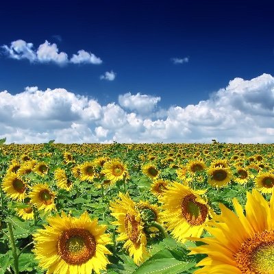 aarpitp007's profile picture. ANALYST , HUMANITARIAN, VEGETARIAN