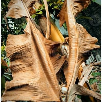 Therealtuli's profile picture. We live in a twilight world and there are no friends at dusk!