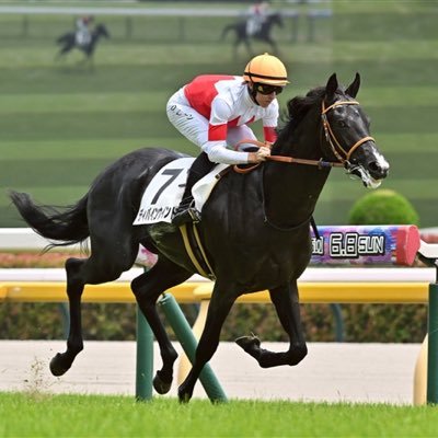 DareRace's profile picture. 🔥デア【全頭全レース回顧】🔥 1日8時間──生活の中心は『競馬』。 全ての馬、全てのレースを自分の目で回顧。 ・ 独自指数で“真の能力”を数値化 ・ 回収率121%の実績 ・ レースごとに全馬を徹底検証 📺 YouTubeショート & Xで予想公開中！