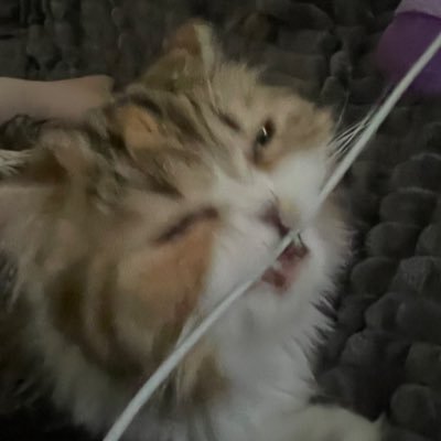 inriiさんのプロフィール画像