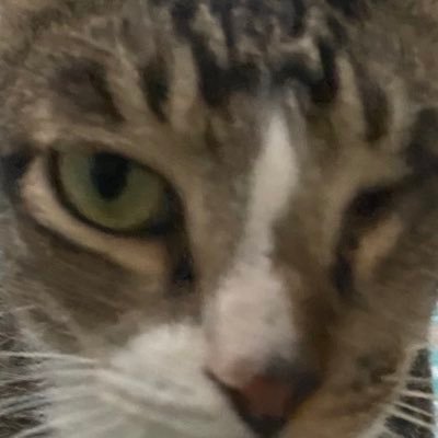 153’23, 🍉🍉🍉,cats are nice, mau main