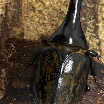 VastoHerculesPR's profile picture. Vasto Hercules です。去年から小規模でブリードしてます。ヘラヘラは大体Amazonico血統メインで繁殖しています。略してVHと呼んでください。よろしくお願いいたします🙇‍♂️