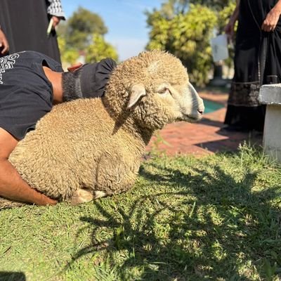 ilyaas_8's profile picture. Marketing in ERP/Sheephead/Ruh ba Ruh