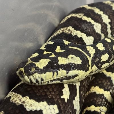ryo_python's profile picture. カーペットパイソンの沼にはまりました
