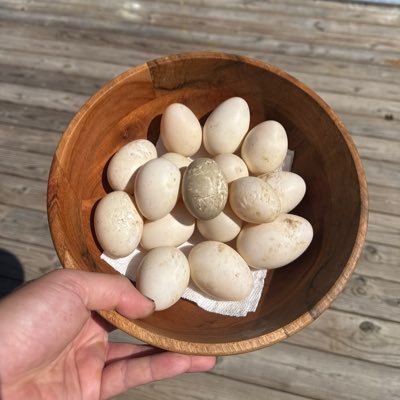 jewishtigger's profile picture. 