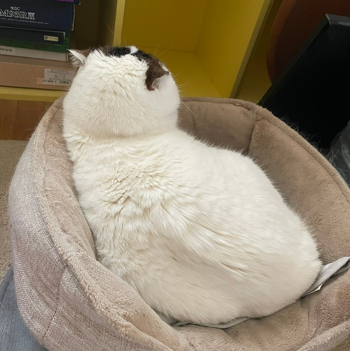 popopo_tom's profile picture. 