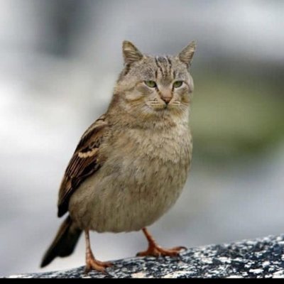 EarlieBirdK's profile picture. A big red 🚩
Please take ↪
Married,old 👵
Not after follower/following, reach 🙅‍♀️